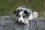 BORDER COLLIE 1492